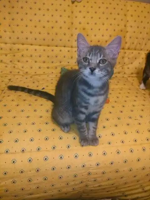 Tigrou photo 2