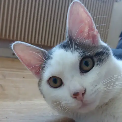 Jean