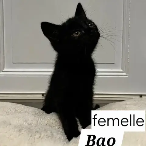 Bao
