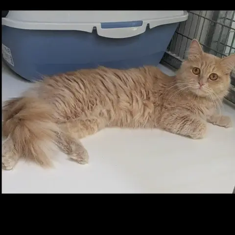 Abricot photo 2