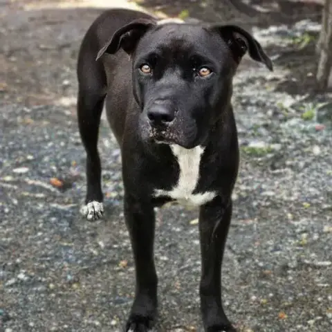 Saphira Chienne photo 3