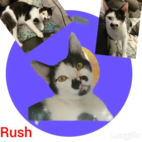 Rush