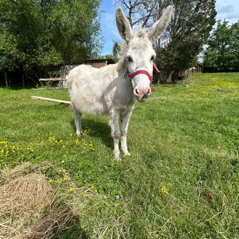 Bella photo 3