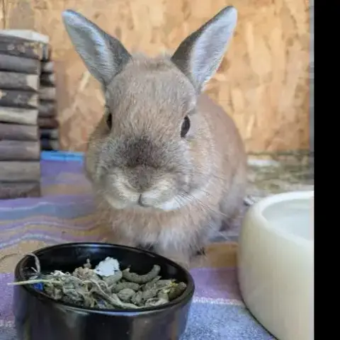 Paco