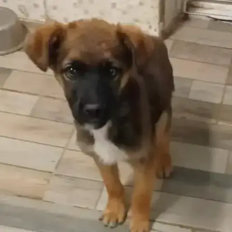 Victor