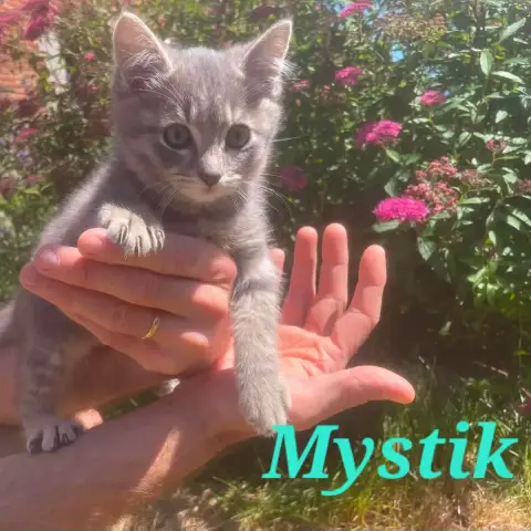 Alaska Et Mystik photo 2