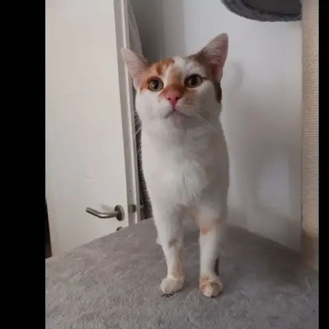 Noisette