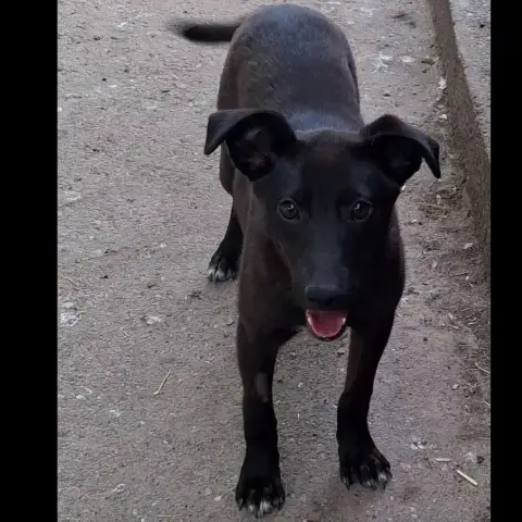 Riana