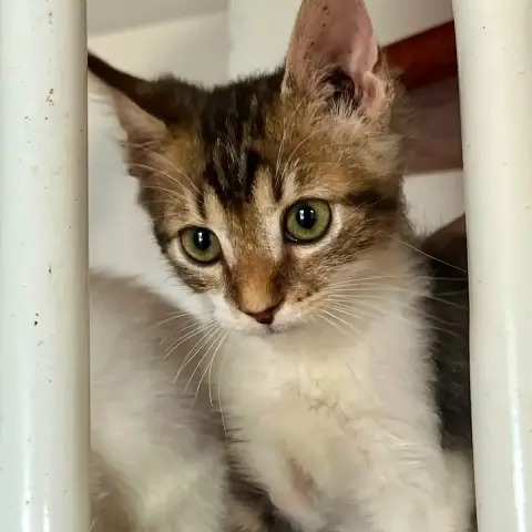 Barnabé