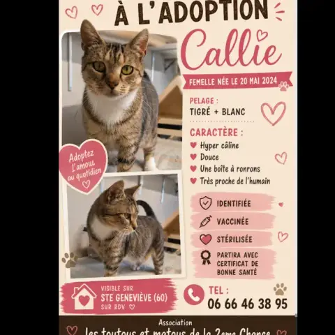 Callie