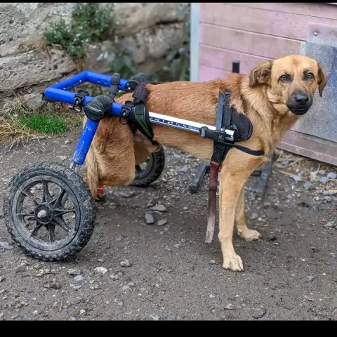 Scooby