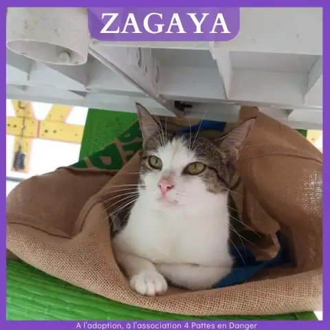 Zagaya