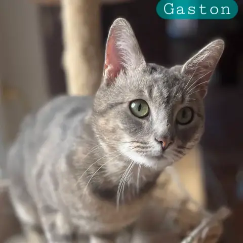 Gaston photo 2
