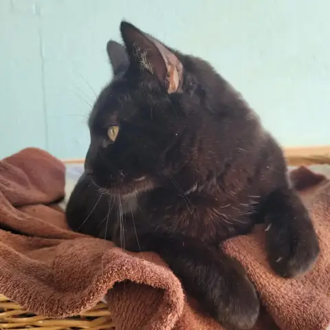 Simba photo 3