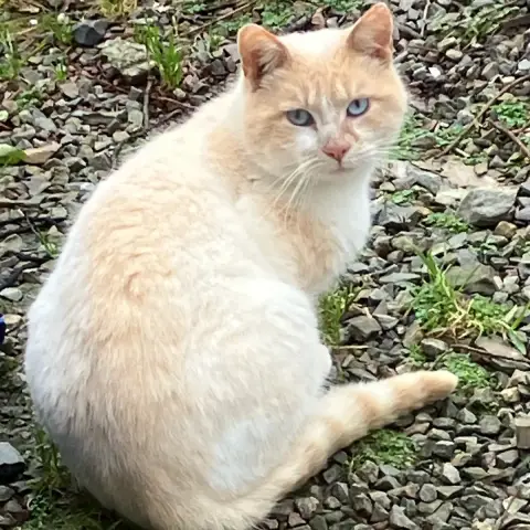Petitcha
