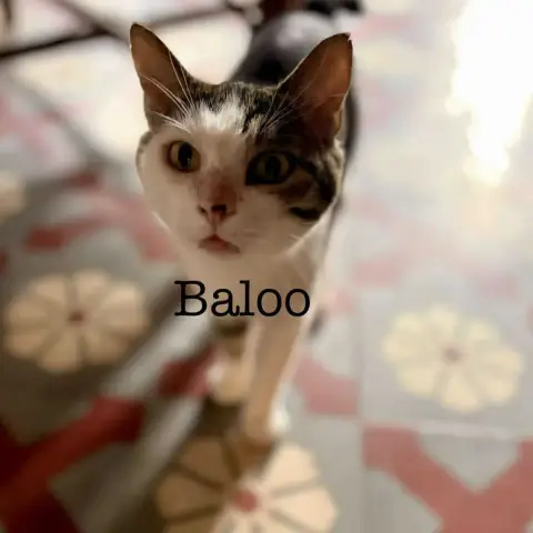 Baloo photo 2