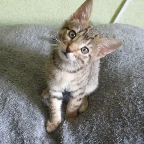 Bouba photo 2