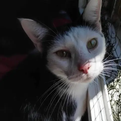 Geralt photo 3