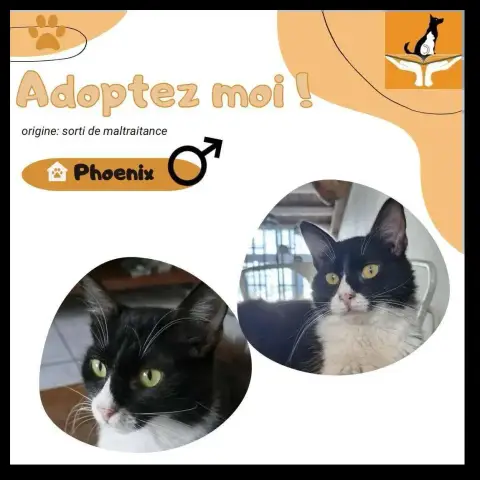Phoenix