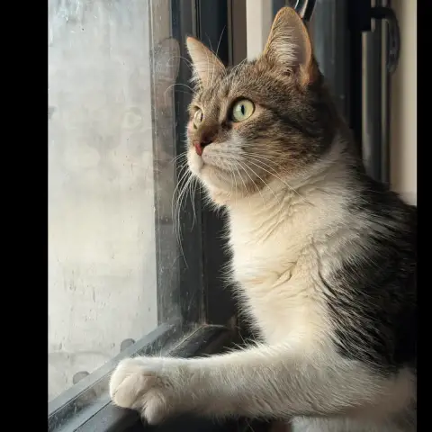 Aldo