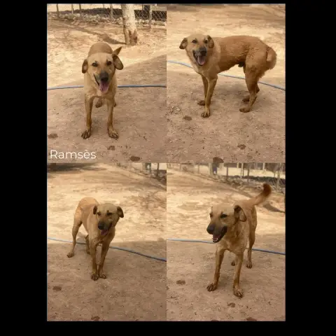 Ramses