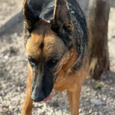 Luci