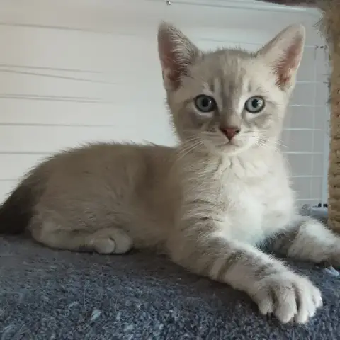 Berlioz