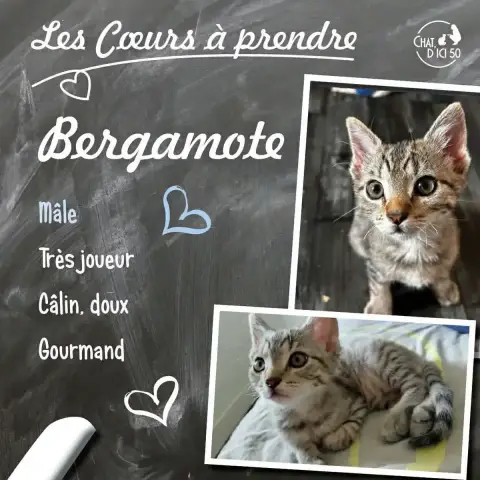 Bergamote