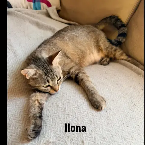 Ilona photo 3