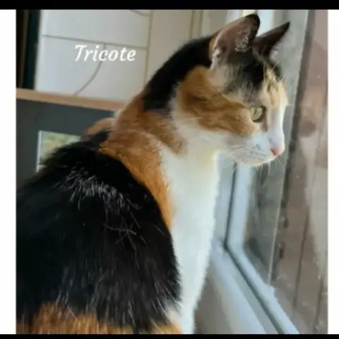 Tricote photo 2