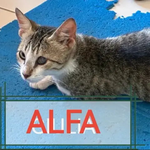 Alfa