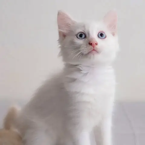 ✨️ Spicy ✨️ 🐱 photo 3
