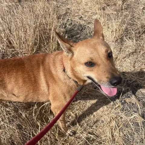 Skippy photo 3
