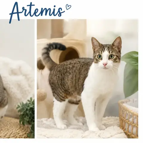 Asty Et Artemis photo 3