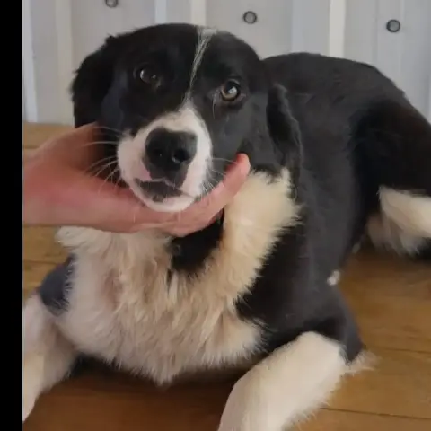 Greta