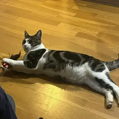 Maurice