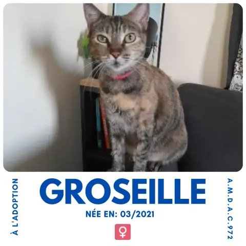 Groseille