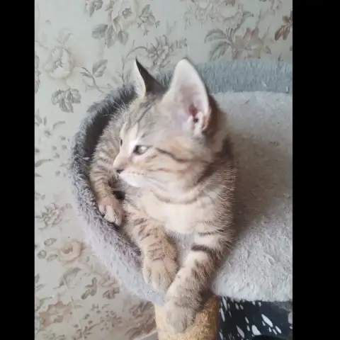 Biscuit