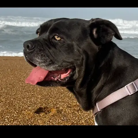 Rexa photo 2