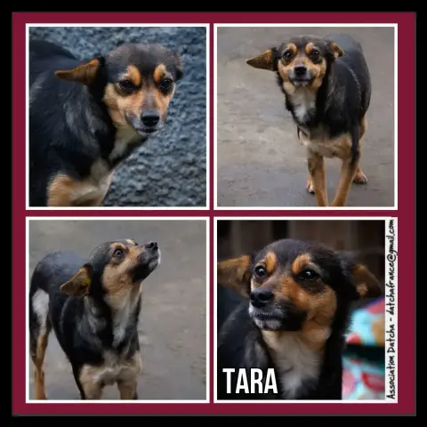 Tara