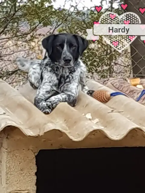 Hardy