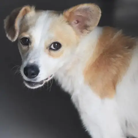 Okaya photo 2