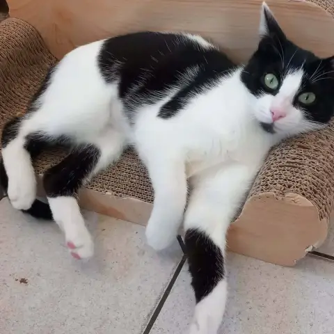Anakine
