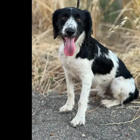 Domino