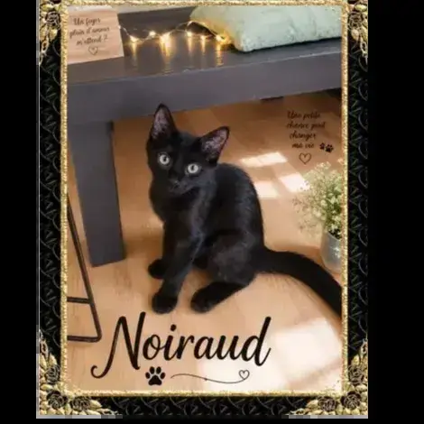 Noiraud