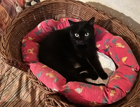 Ticha