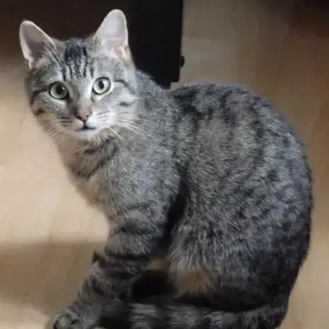 Jinxy photo 2