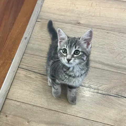 Nala photo 3
