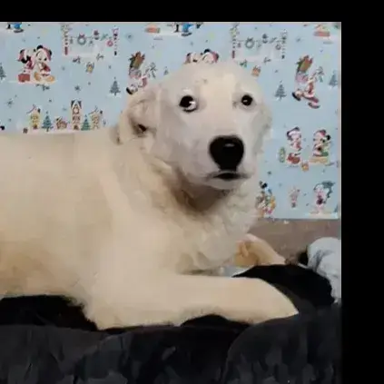 Jakari photo 3