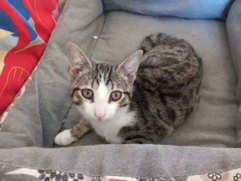 Nemo